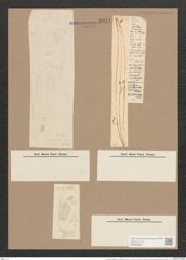 Pleurosigma angulatum var. elongatum (W.Sm.) V.H. (de-Toni-Nr.: Genus 13, Species 1001) Zeichnungen Sammlung Grunow Nr. 2011 (NHMW-BOT-W0368860)